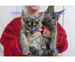 Blauw zilver rook Mainecoon laatste meisje