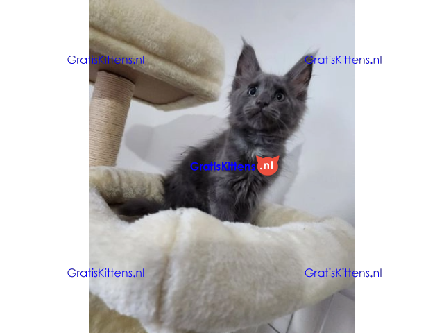 Blauw zilver rook Mainecoon laatste meisje