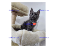 Blauw zilver rook Mainecoon laatste meisje