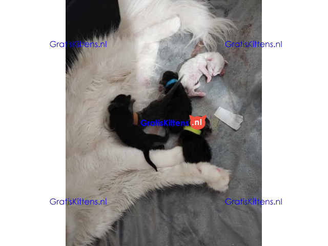 Blauw zilver rook Mainecoon laatste meisje