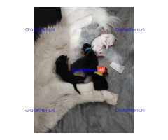 Blauw zilver rook Mainecoon laatste meisje