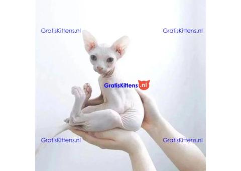 Sphynx-kittens te koop