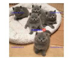 Brits Korthaar Kittens