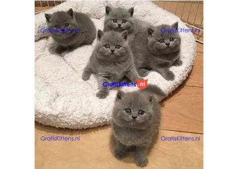 Leuke britse korthaar kittens