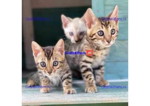 Bengaalse kittens beschikbaar