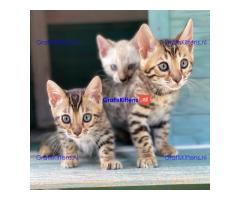 Bengaalse kittens beschikbaar