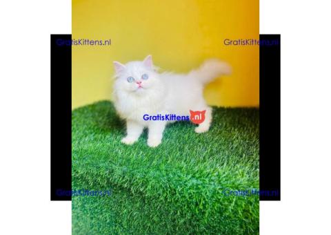 Perzische kittens momenteel beschikbaar