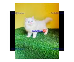 Perzische kittens momenteel beschikbaar