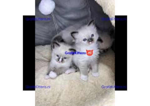 ragdoll kittens voor adoptie