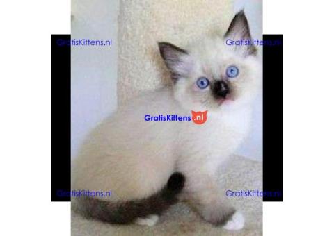 Ragdoll-kittens voor adoptie