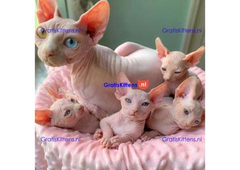 sphynx-kittens voor adoptie.