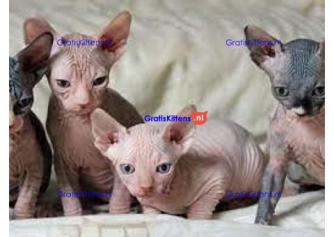 Mooie Sphynx-kittens voor adoptie