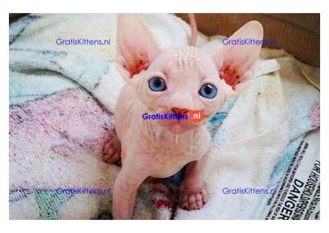 Mooie Sphynx-kittens voor adoptie