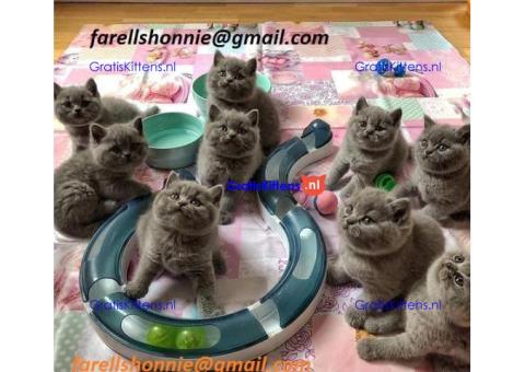 Britse korthaar kittens mannetjes en vrouwtjes voor herplaatsing