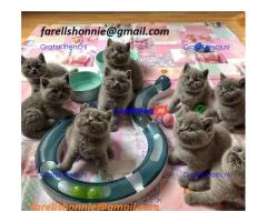 7 Britse korthaar kittens mannetjes en vrouwtjes voor herplaatsing