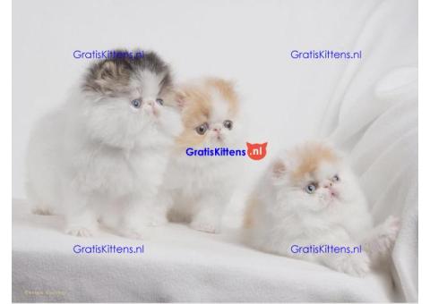 GORGEOUS PERSIAN KITTENS AVAILABLE