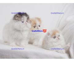 GORGEOUS PERSIAN KITTENS AVAILABLE