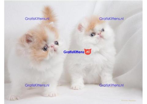 GORGEOUS PERSIAN KITTENS AVAILABLE