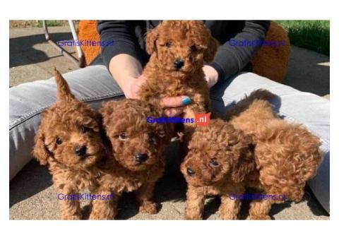 Poedelpuppy's te koop