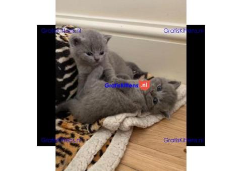 Schattige mannelijke en vrouwelijke Britse Korthaar kittens voor