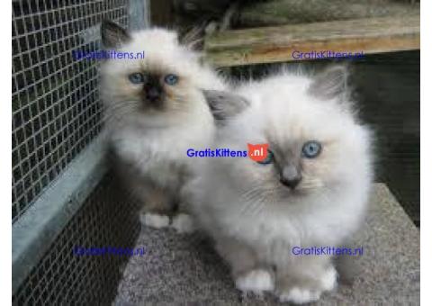 Mooie Birmaanse kittens te koop