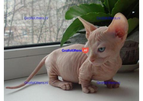 Sphynx-kittens