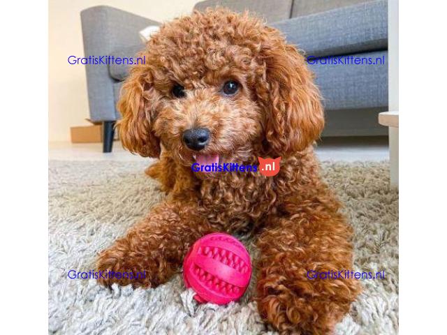 Schattige mannelijke Toy Poedel pup ter adoptie