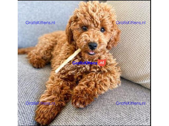 Schattige mannelijke Toy Poedel pup ter adoptie