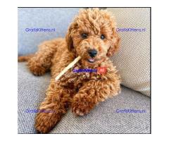 Schattige mannelijke Toy Poedel pup ter adoptie
