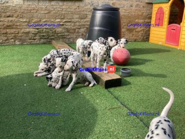 Prachtige Dalmatiër pups,
