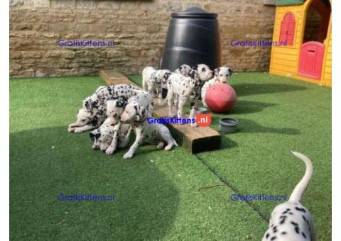 Prachtige Dalmatiër pups,