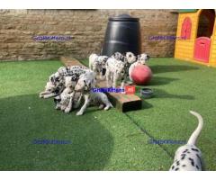 Prachtige Dalmatiër pups,