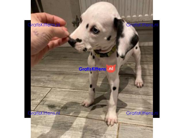 Prachtige Dalmatiër pups,