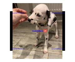 Prachtige Dalmatiër pups,