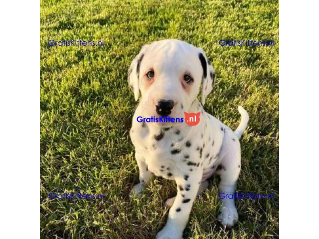 Prachtige Dalmatiër pups,