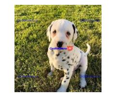 Prachtige Dalmatiër pups,
