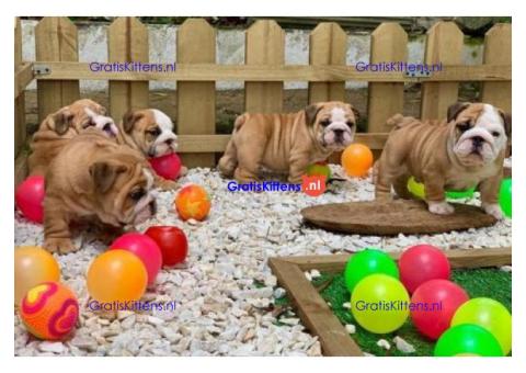 Prachtige Engelse Bulldog-puppy's