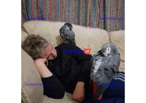 Gezonde Afrikaanse Grijze Papegaai