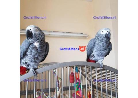 Getemde Afrikaanse Grijze Met Grote Kooi