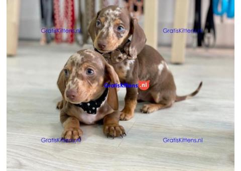 Beschikbare mannelijke teckelpuppy's hebben een verbluffende