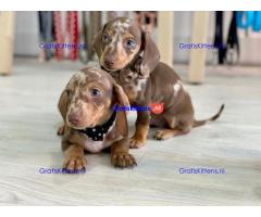 Beschikbare mannelijke teckelpuppy's hebben een verbluffende