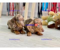 Beschikbare mannelijke teckelpuppy's hebben een verbluffende