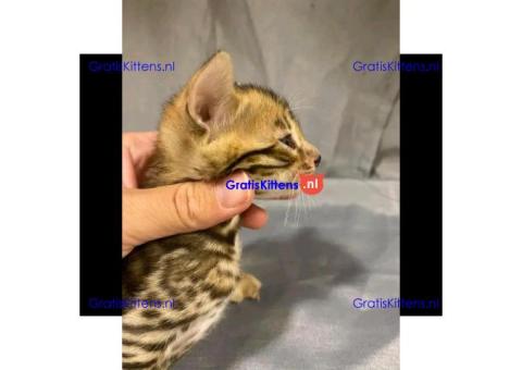 schattige mannelijke en vrouwelijke kittens