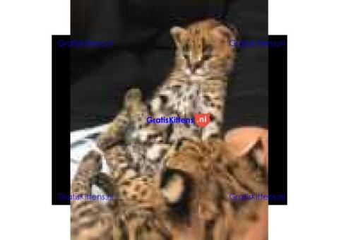 Schattige Afrikaanse serval kitten ter adoptie