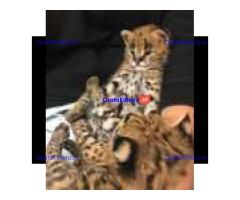 Schattige Afrikaanse serval kitten ter adoptie