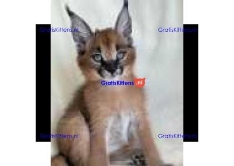 Rasechte Savannah f1-kittens en africa serval-kittens te koop