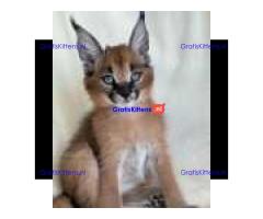 Rasechte Savannah f1-kittens en africa serval-kittens te koop