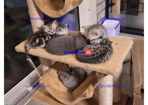 Britse Korthaar/Scottish Fold Blauw en Lilac kitten €Gratis Whatsapp-nummer: +32 460224753