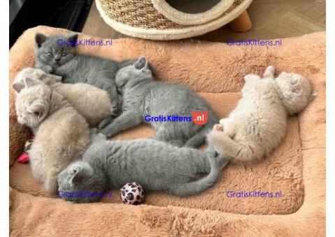 Britse Korthaar/Scottish Fold Blauw en Lilac kitten €Gratis Whatsapp-nummer: +32 460224753