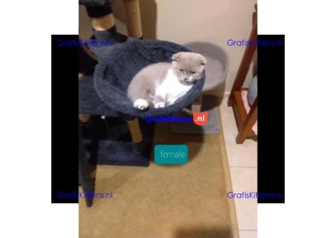 Volledig getrainde Scottish Fold-kittens